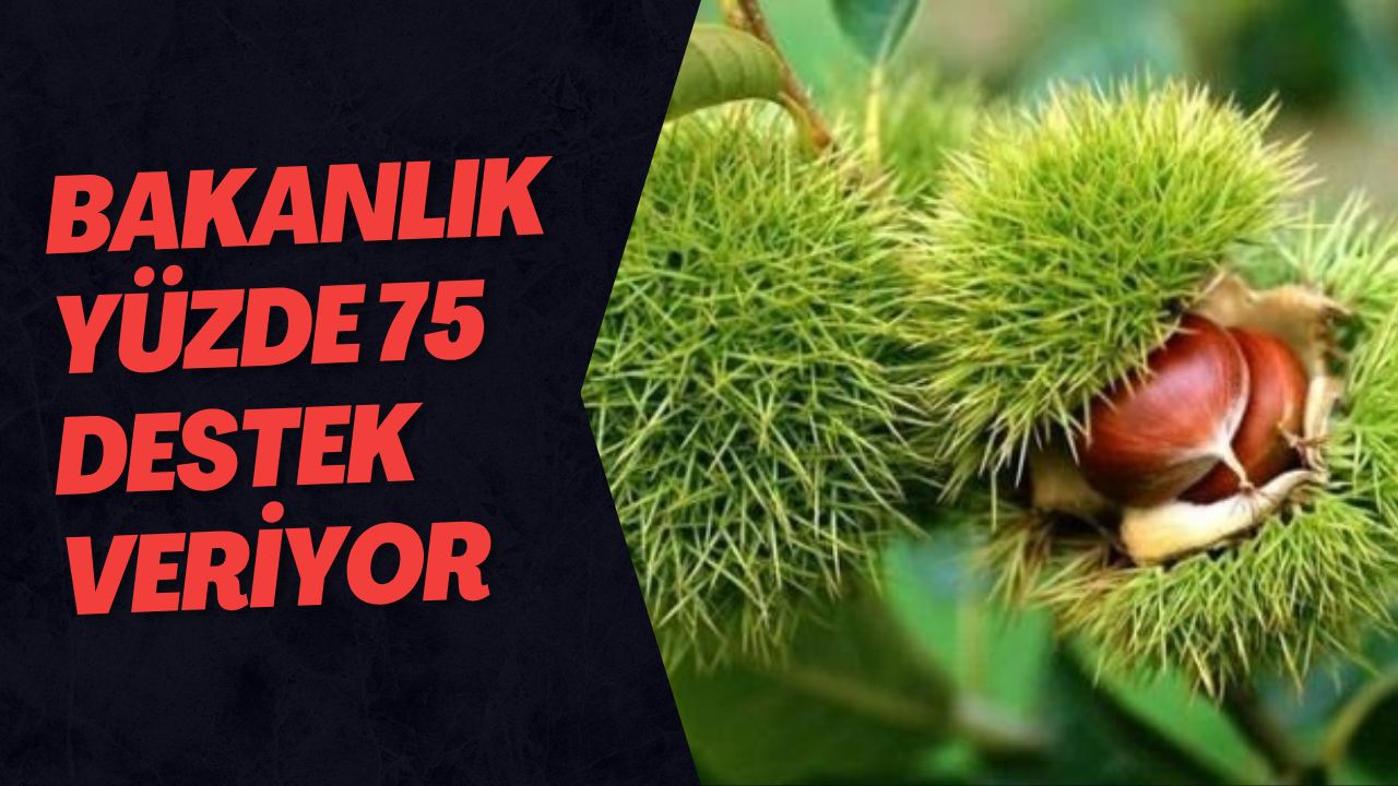 Bakanlık Yüzde 75 Destek Veriyor