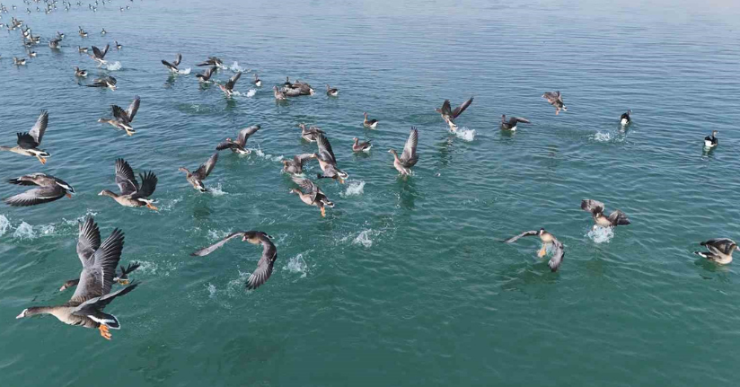 Erçek Gölü’nün yeni misafirleri küçük sakarcalar havadan görüntülendi