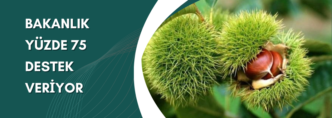 Bakanlık Yüzde 75 Destek Veriyor