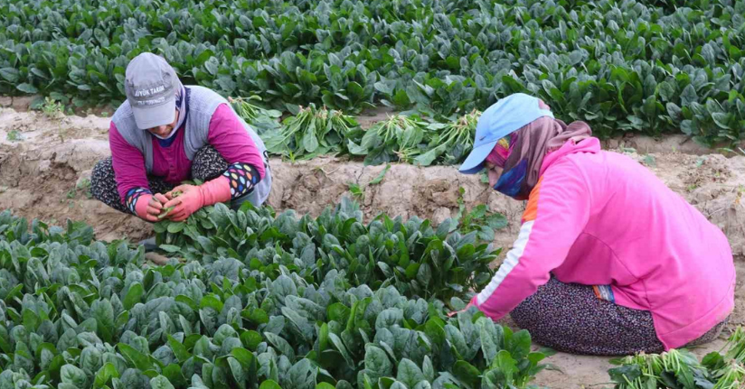 Kış sebzesi ıspanakta hasat bolluğu