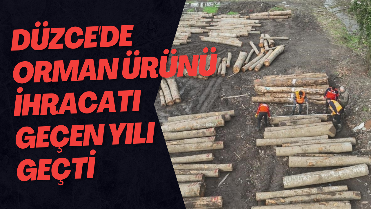 Düzce'de Orman Ürünü İhracatı Geçen Yılı Geçti