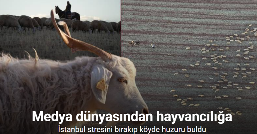 Medya dünyasından hayvancılığa: İstanbul stresini bırakıp köyde huzuru buldu