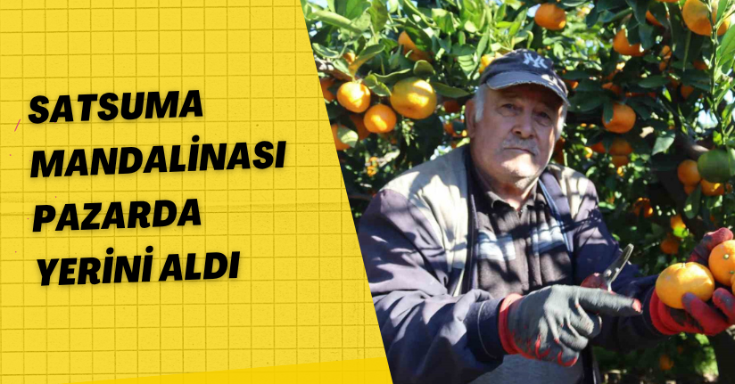 Satsuma mandalinası pazarda yerini aldı