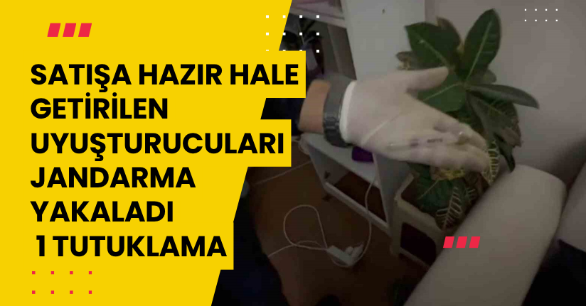 Satışa hazır hale getirilen uyuşturucuları jandarma yakaladı: 1 tutuklama