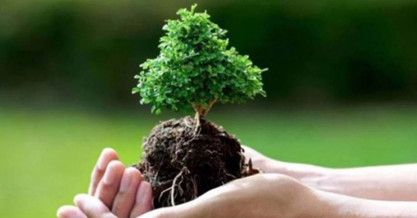 11 Kasım'da 14 milyon 914 bin fidan toprakla buluştu