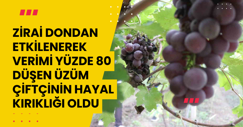 Zirai dondan etkilenerek verimi yüzde 80 düşen üzüm, çiftçinin hayal kırıklığı oldu