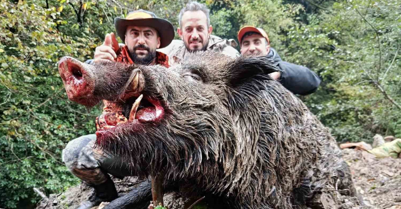 Trabzon’da sürek avında 300 kg’lık domuz fişeklerin hedefi oldu