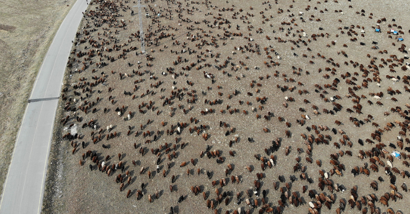 Kars’ta göçerlerin zorlu yolculuğu başladı