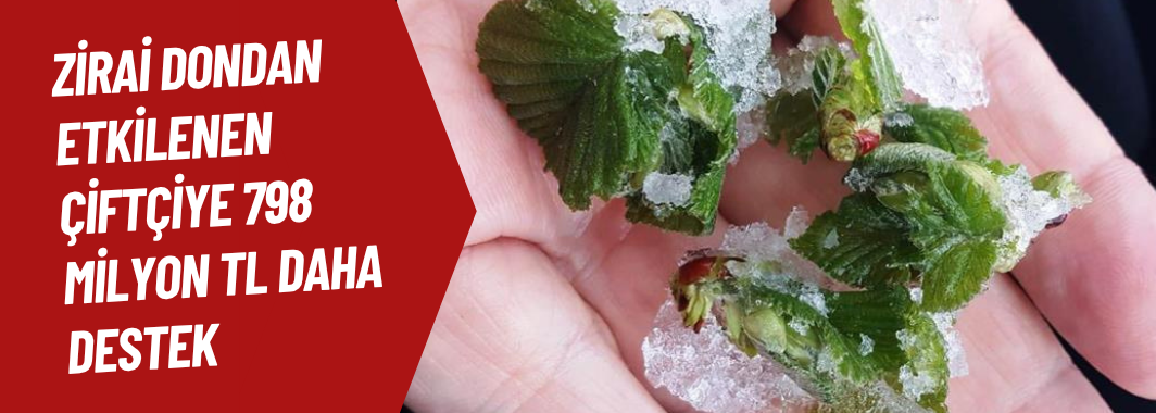 Zirai dondan etkilenen çiftçiye 798 milyon TL daha destek