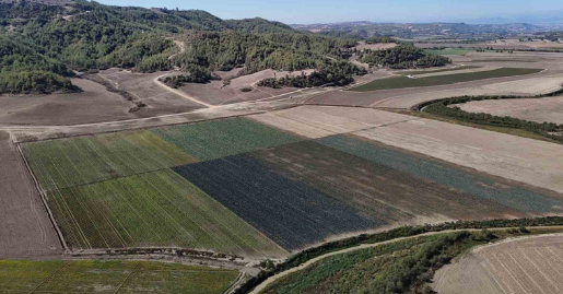 Kuraklığın vurduğu Seyhan Baraj Gölü’nün çevresi tarım arazisi oldu üretim başladı