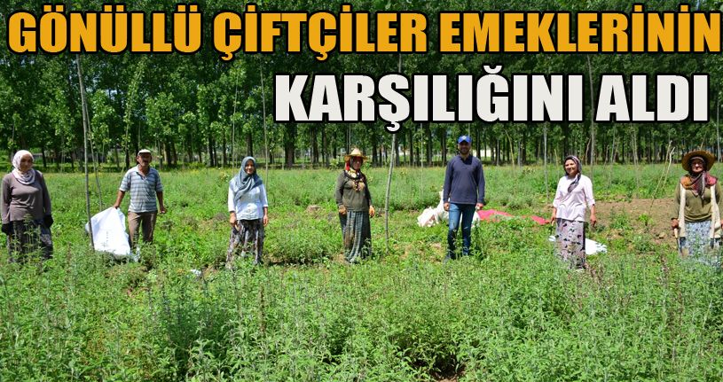 Gönüllü çiftçiler emeklerinin karşılığını aldı