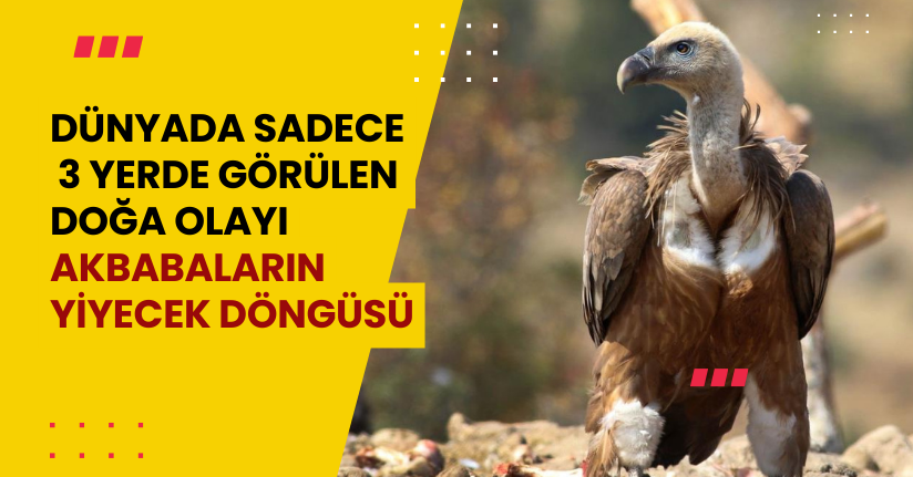 Dünyada sadece 3 yerde görülen doğa olayı: Akbabaların yiyecek döngüsü