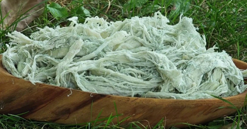 Yayladan sofraya doğal antibiyotik: Erzurum’un göğermiş peyniri