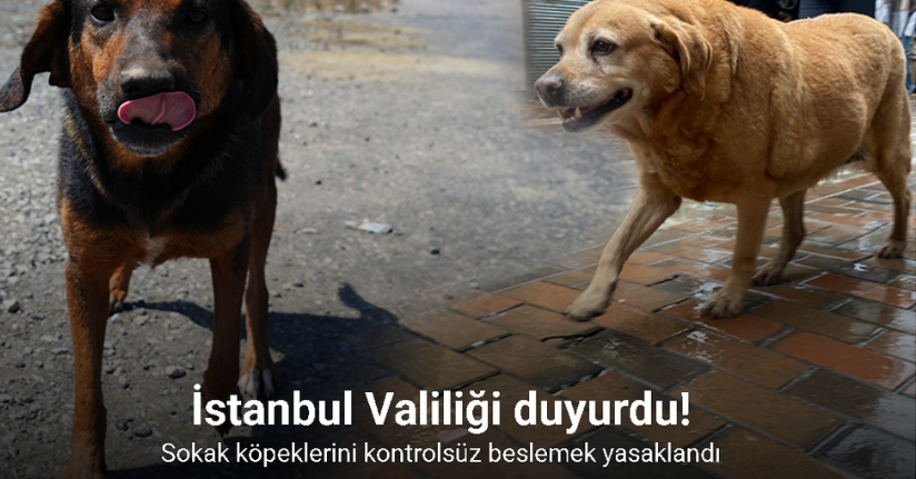 İstanbul Valiliği duyurdu: Sokak köpeklerini kontrolsüz beslemek yasaklandı