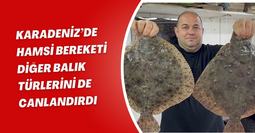 Karadeniz’de hamsi bereketi diğer balık türlerini de canlandırdı