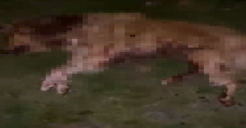 Samsun’da 9 köpek tabanca ile vurularak öldürüldü, Valilik açıklama yaptı