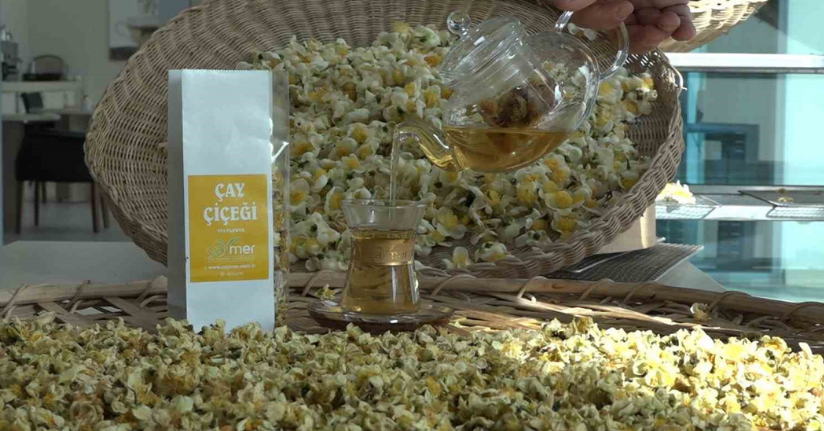 Çayın yeni ürünü ‘Çay çiçeği çayı’ 6 bin TL’den satılıyor