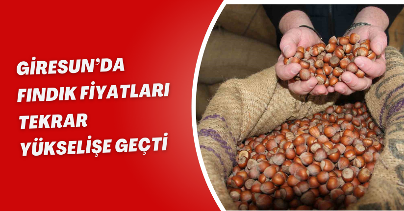 Giresun’da fındık fiyatları tekrar yükselişe geçti