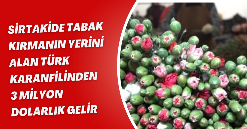  Sirtakide tabak kırmanın yerini alan Türk karanfilinden 3 milyon dolarlık gelir