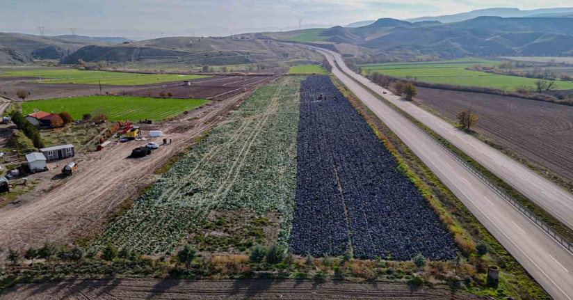 Beypazarı’nda mor lahana hasadı sürüyor