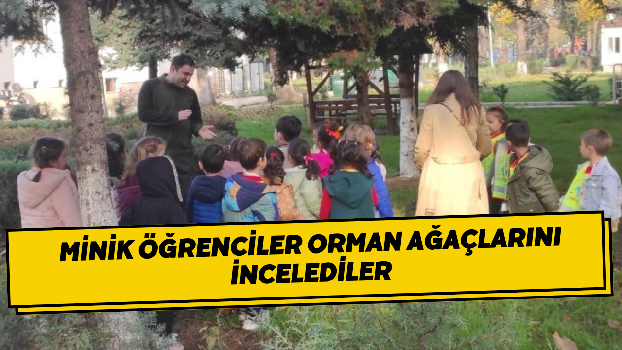 Minik Öğrenciler Orman Ağaçları İncelediler