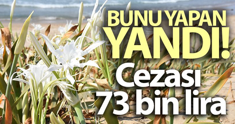 Bu zambağı koparmanın cezası 73 bin lira