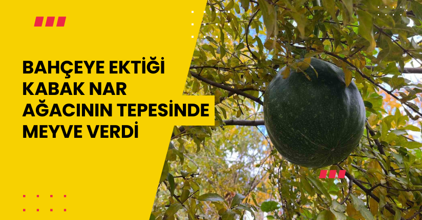 Bahçeye ektiği kabak, nar ağacının tepesinde meyve verdi