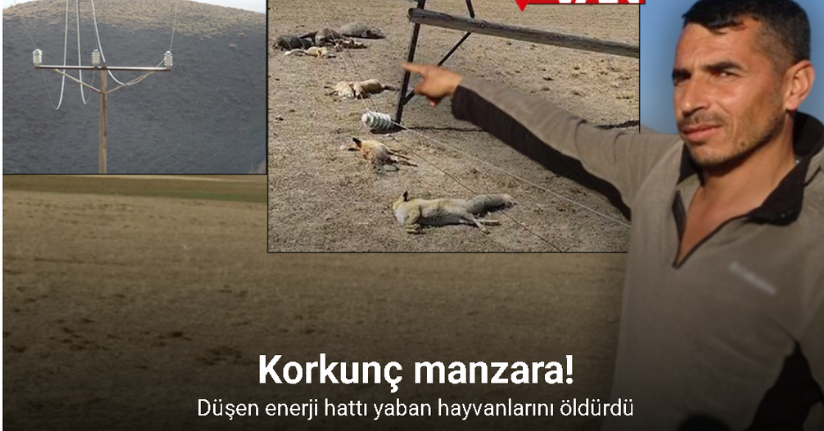 Van’da korkunç manzara: Düşen enerji hattı yaban hayvanlarını öldürdü