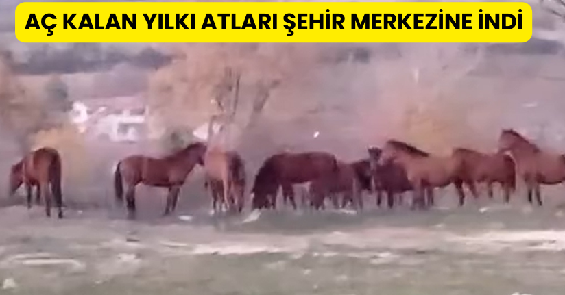 Aç kalan yılkı atları şehir merkezine indi