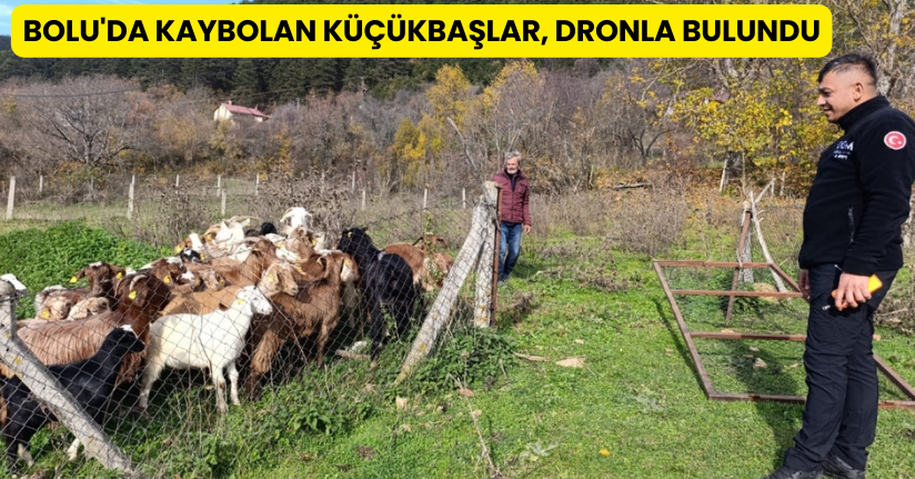 Bolu'da kaybolan küçükbaşlar, dronla bulundu