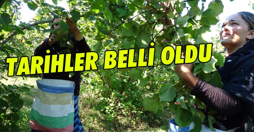 En erken 8 Ağustos’ta, en geç 20 Ağustos’ta fındık toplama başlayacak