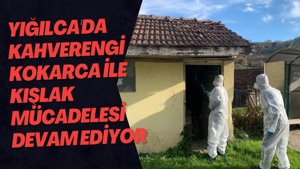 Yığılca'da Kahverengi Kokarca İle Kışlak Mücadelesi Devam Ediyor