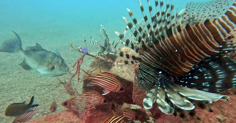 Akdeniz’de balıkların rekabeti: Kızıldeniz’den gelen balık türleri, yerli balıkları baskıladı