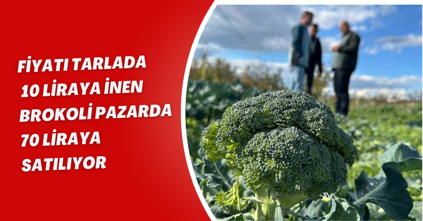Fiyatı tarlada 10 liraya inen brokoli pazarda 70 liraya satılıyor
