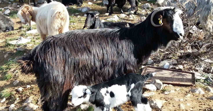 Keçiyi meraya, çobanı yaylaya döndürecek 13 öneri