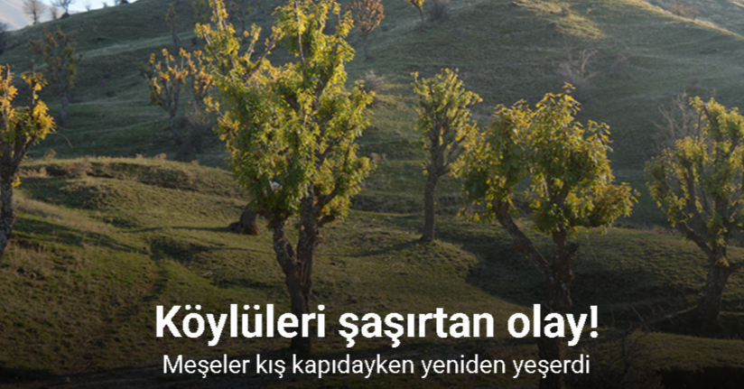 Köylüleri şaşırtan olay: Meşeler kış kapıdayken yeniden yeşerdi