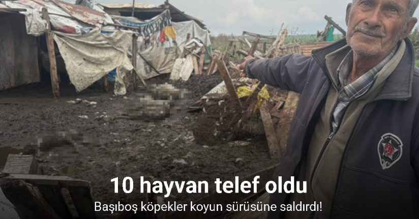 Avcılar’da başıboş köpekler koyun sürüsüne saldırdı: 10 hayvan telef oldu
