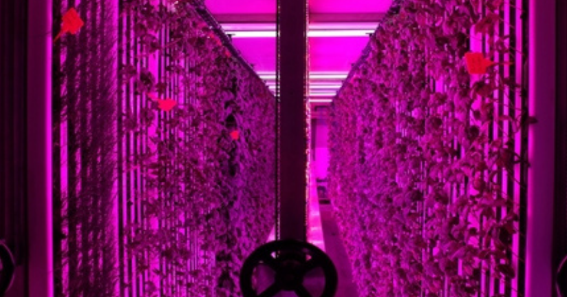 Üniversite kampüsünde 7 bin metrekareye eş değer dikey tarım laboratuvarı kuruldu