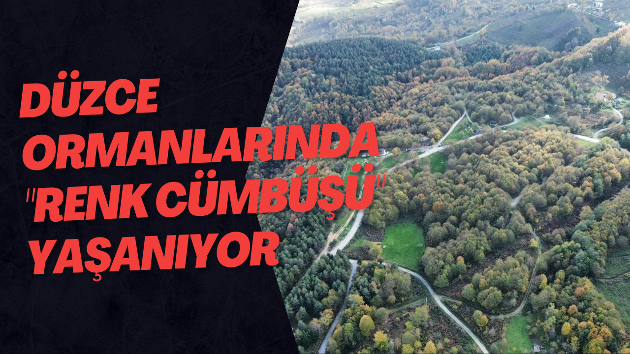 Düzce Ormanlarında 