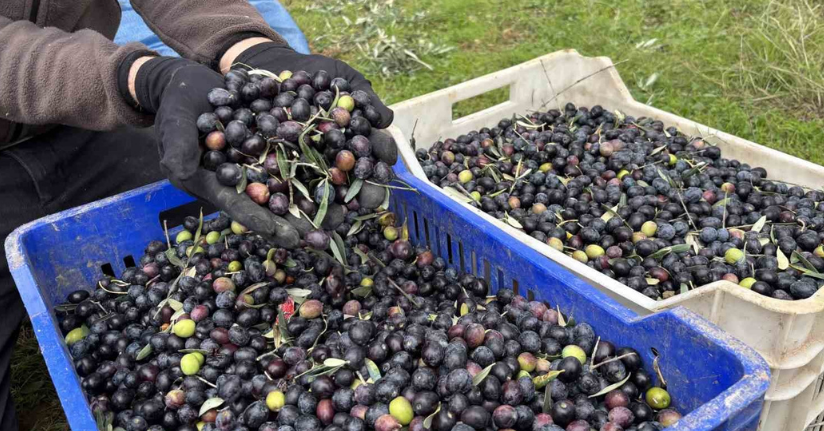 Orta Sakarya Vadisi’ndeki mikroklima etkisine sahip Osmaneli’nde zeytinler hasat sona erdi