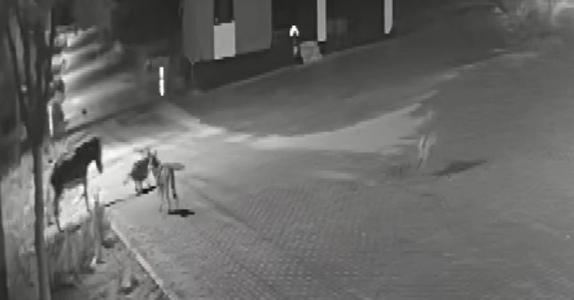 Aç kalan kurtlar mahalleye inerek eşeğe saldırdı