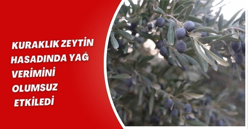 Kuraklık zeytin hasadında yağ verimini olumsuz etkiledi