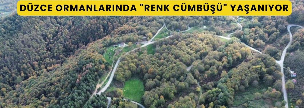 Düzce Ormanlarında 