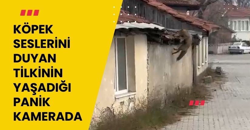 Köpek seslerini duyan tilkinin yaşadığı panik kamerada