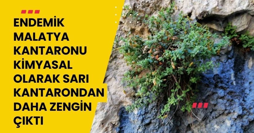 Endemik Malatya kantaronu, kimyasal olarak sarı kantarondan daha zengin çıktı