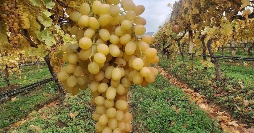 Dalında üzümler 5 aydır tazeliğini koruyor