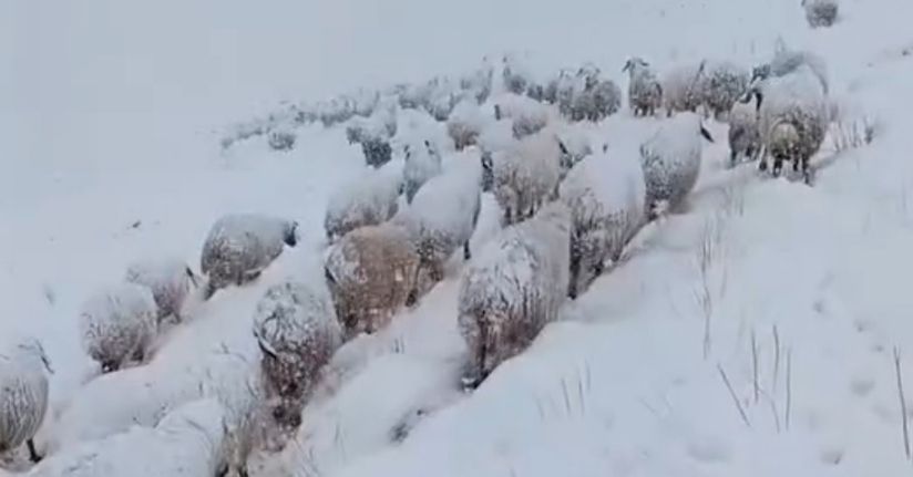 Koyun sürüsünün kar altında zorlu yolculuğu