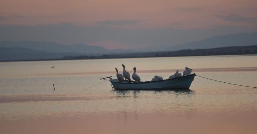 Karacabey’de çeltik ekimi yasaklandı