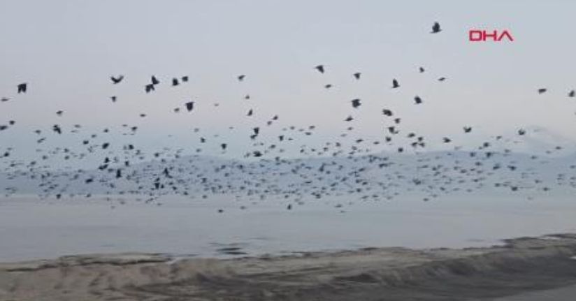 Bitlis'te gökyüzünde karga yoğunluğu kamerada