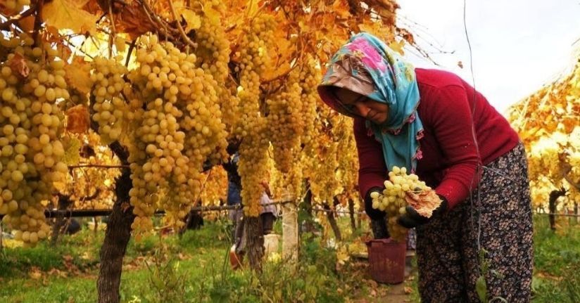 Üzüm hasadında sona yaklaşıldı